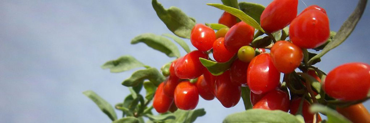 Goji Berry Kanserde ve Zayıflamada Etkili mi?