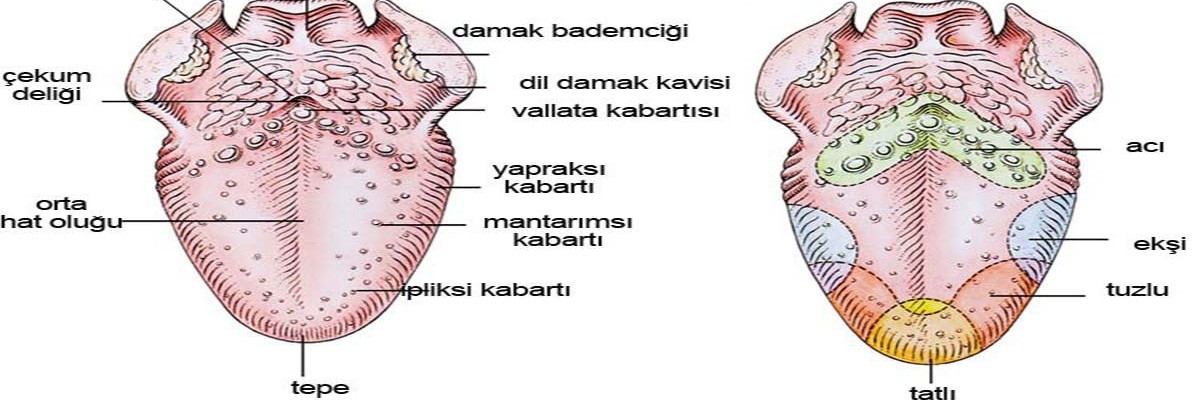 Tat Alma Duyusu Azalır Mı?