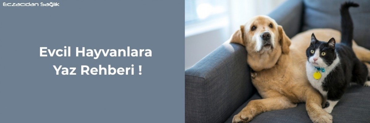  Evcil Hayvanlara Yaz Rehberi!